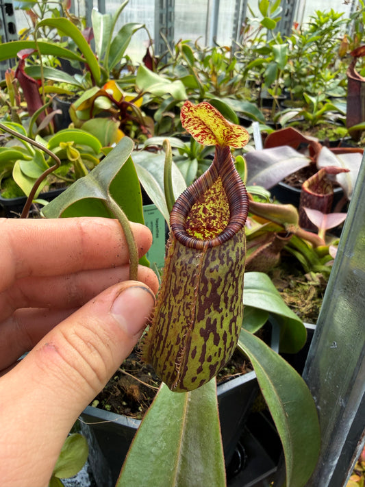 Nepenthes ventricosa x mollis