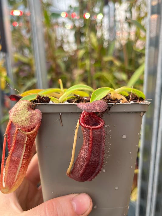 Nepenthes singalana x lowii 7cm