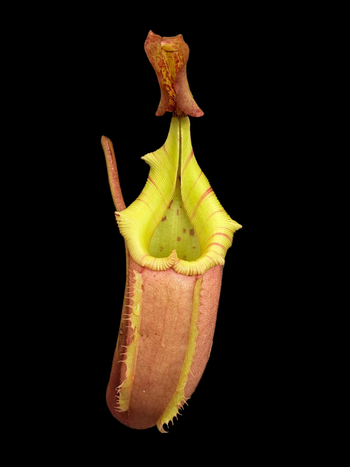 Nepenthes veitchii 'Maliau' 40cm