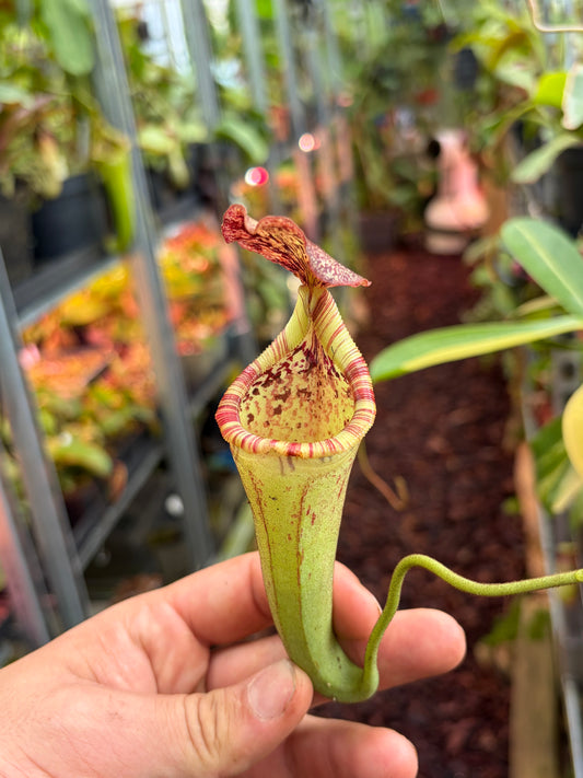 Nepenthes (veitchii x burbidgeae) x (lowii x campanulata ‚EP‘) ‚rooted cutting‘