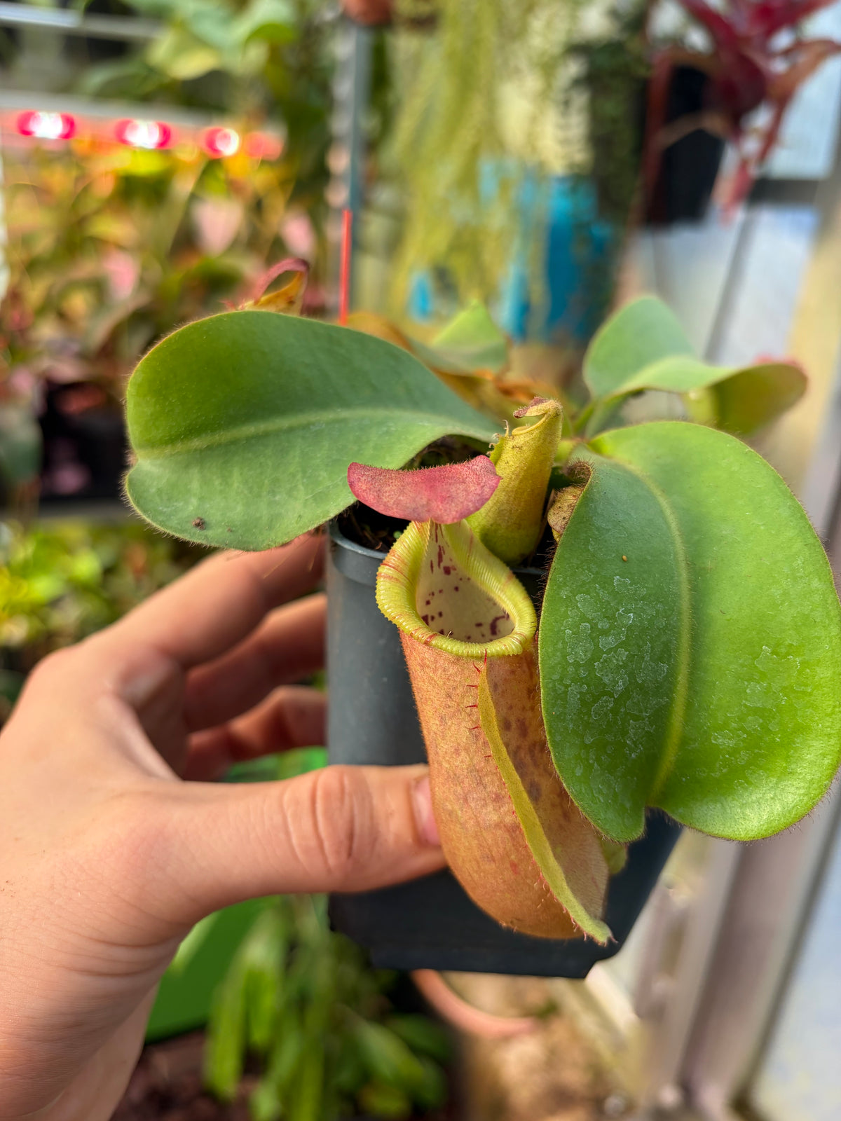 Nepenthes veitchii ‚candy x F2‘ #2 15cm