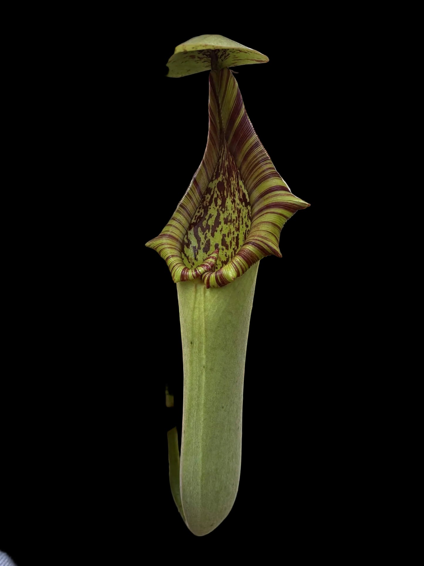 Nepenthes truncata 7cm