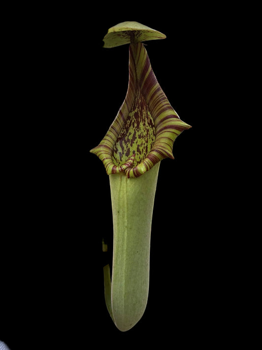 Nepenthes truncata 7cm