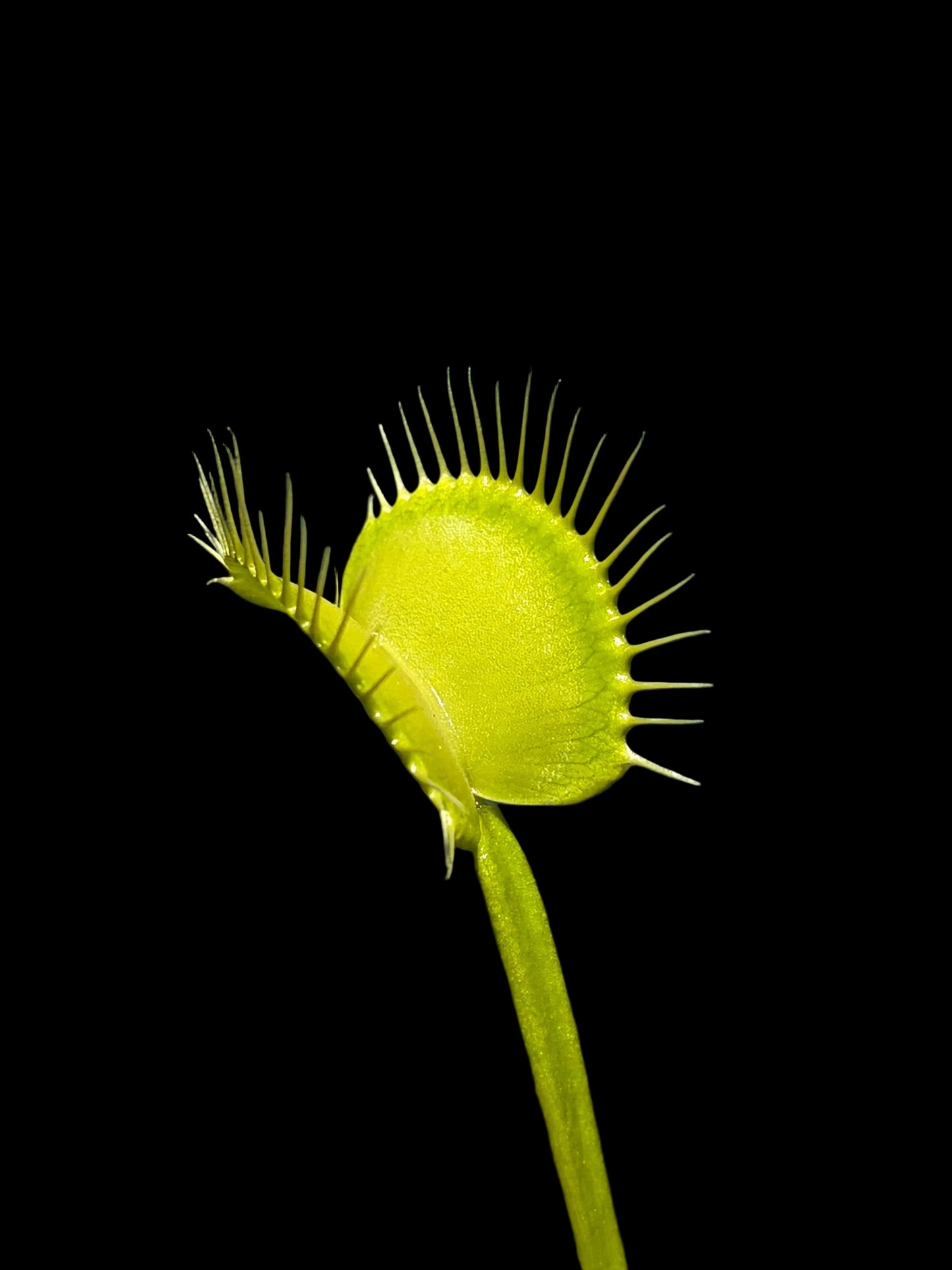 Dionaea muscipula 'G35'