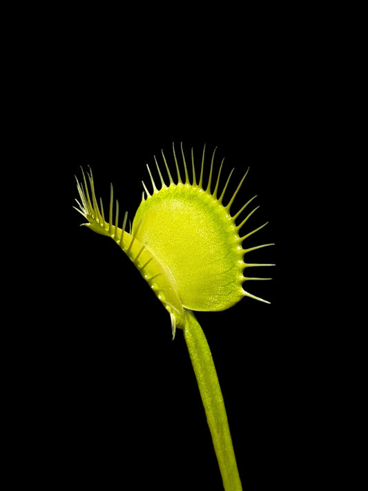 Dionaea muscipula 'G35'
