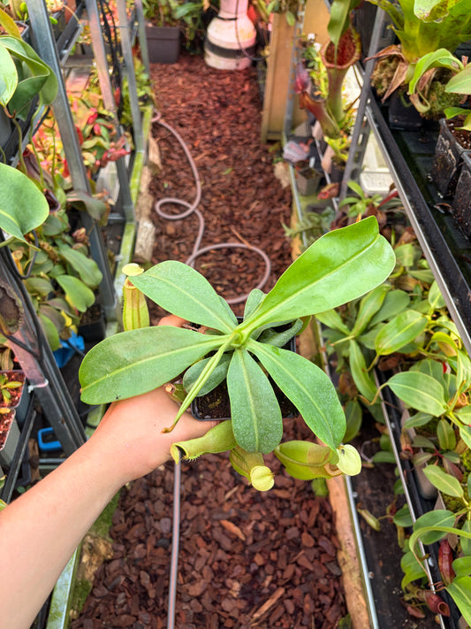 Nepenthes ventricosa x veitchii 25cm