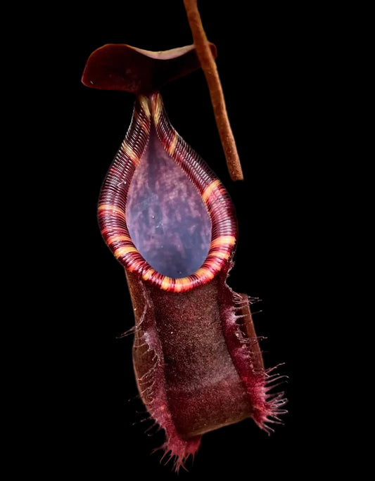Nepenthes lowii x muluensis 7cm
