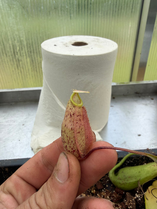 Nepenthes rafflesiana x sibuyanensis BE-3819