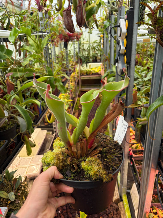 Heliamphora huberi x parva (Sel 3)