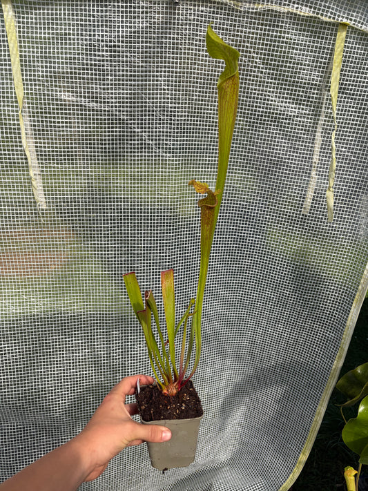 Sarracenia hybrid ‚LB010‘