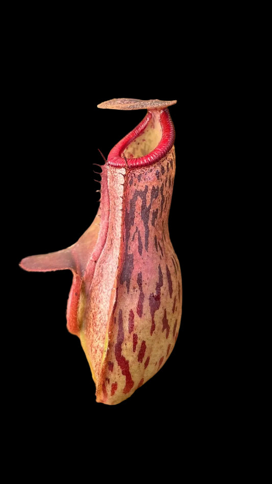 Nepenthes ventricosa x (lowii x truncata) 15cm