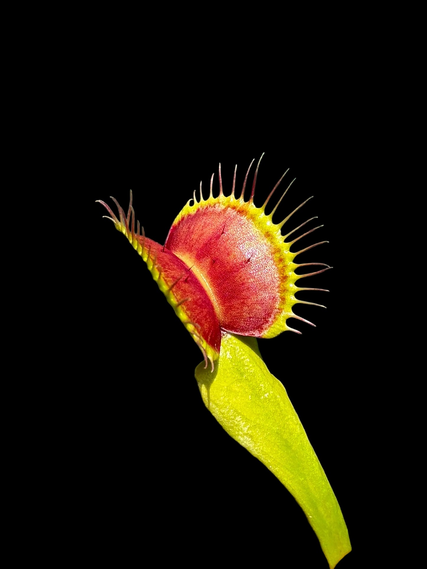 Dionaea muscipula 'B52'