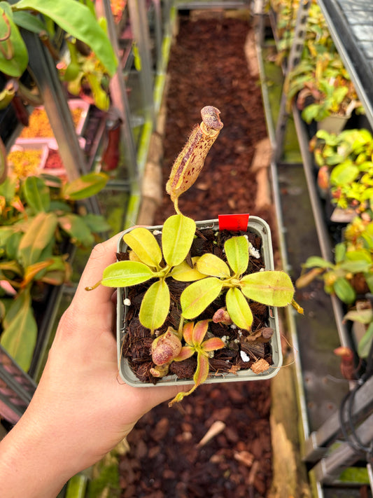 Nepenthes chaniana x platychila 7cm