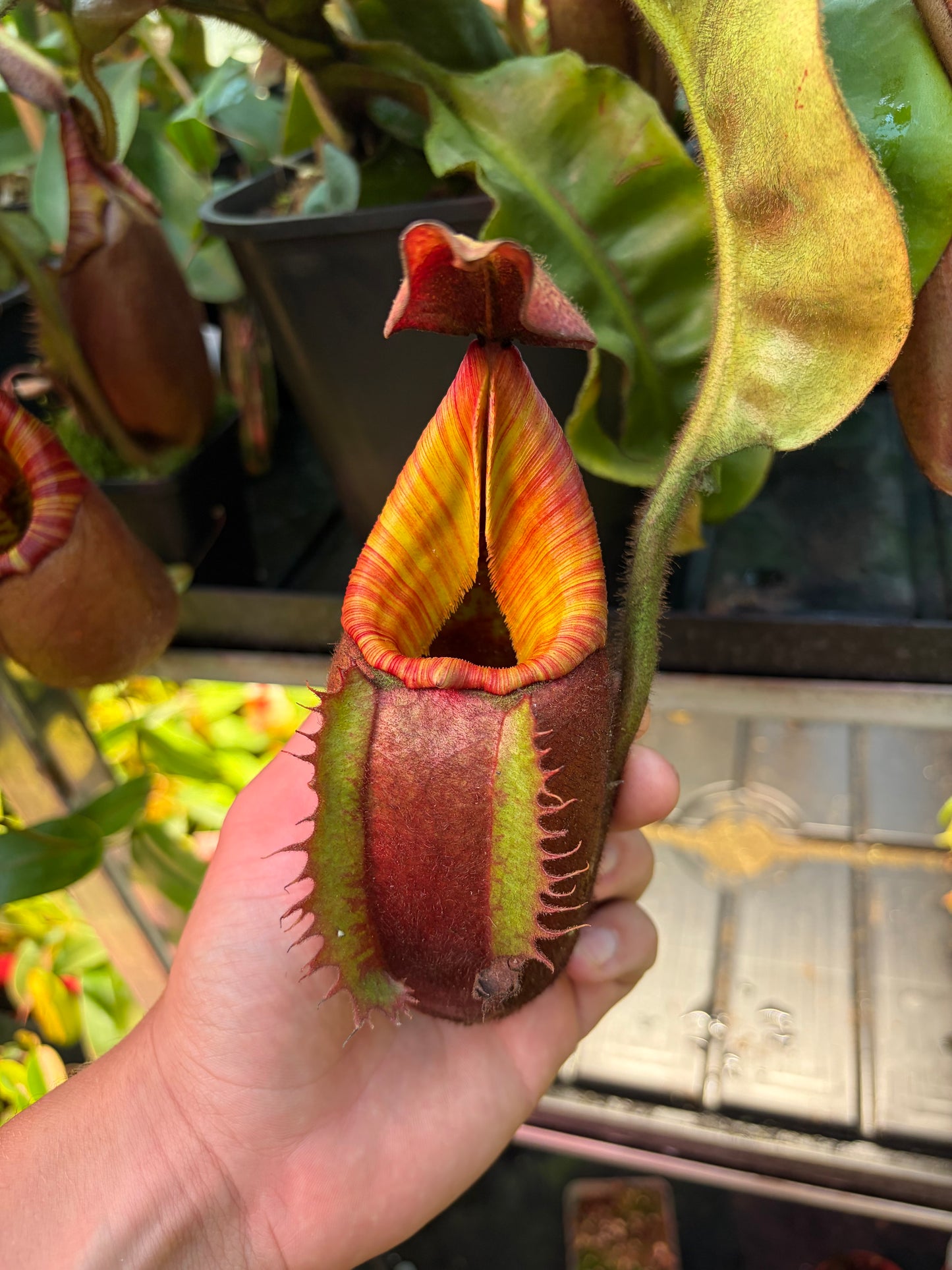 Nepenthes veitchii ‚Roude Léiw‘ (Red Lion) ‚Rooted cutting‘