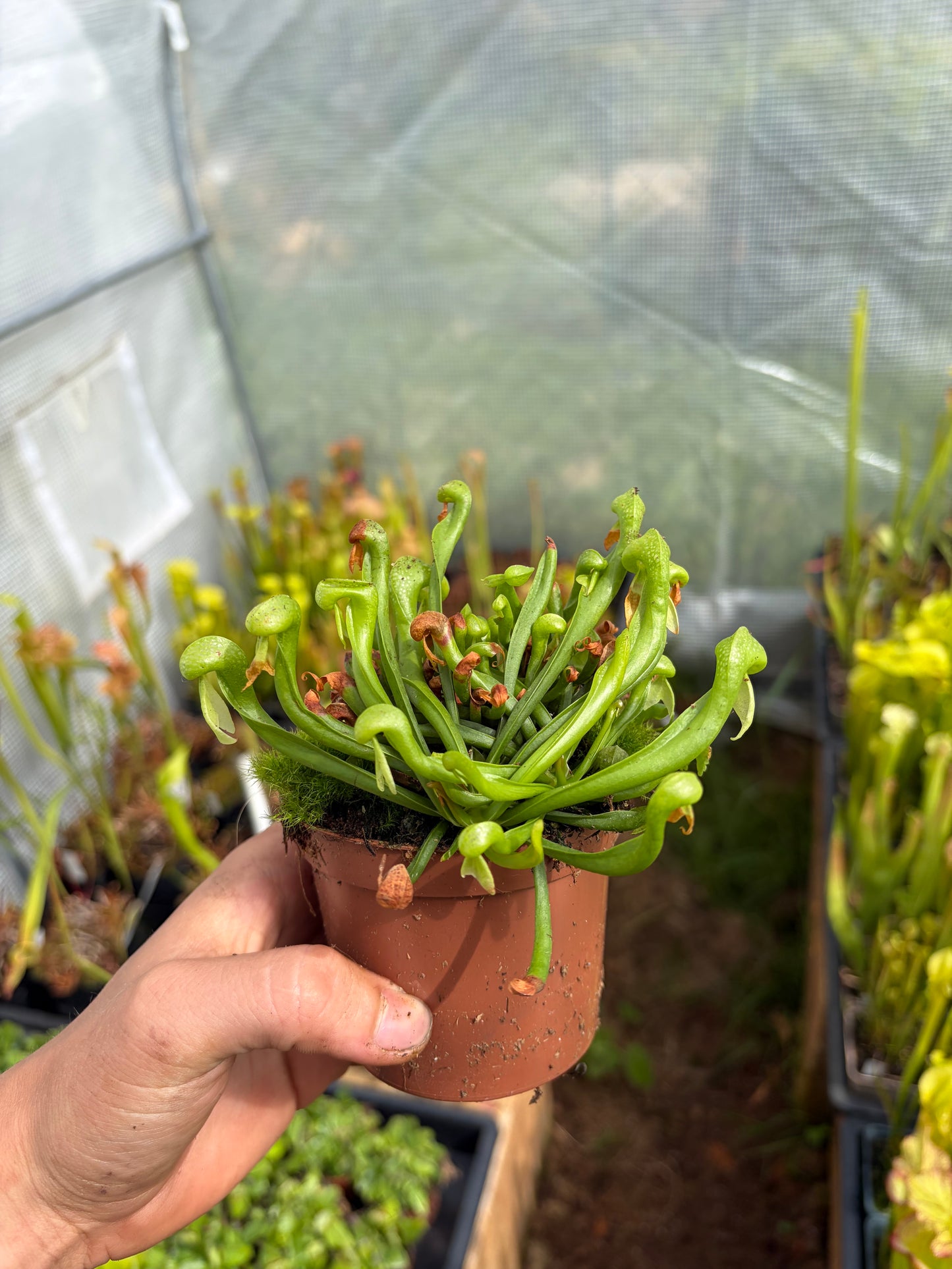 Darlingtonia californica