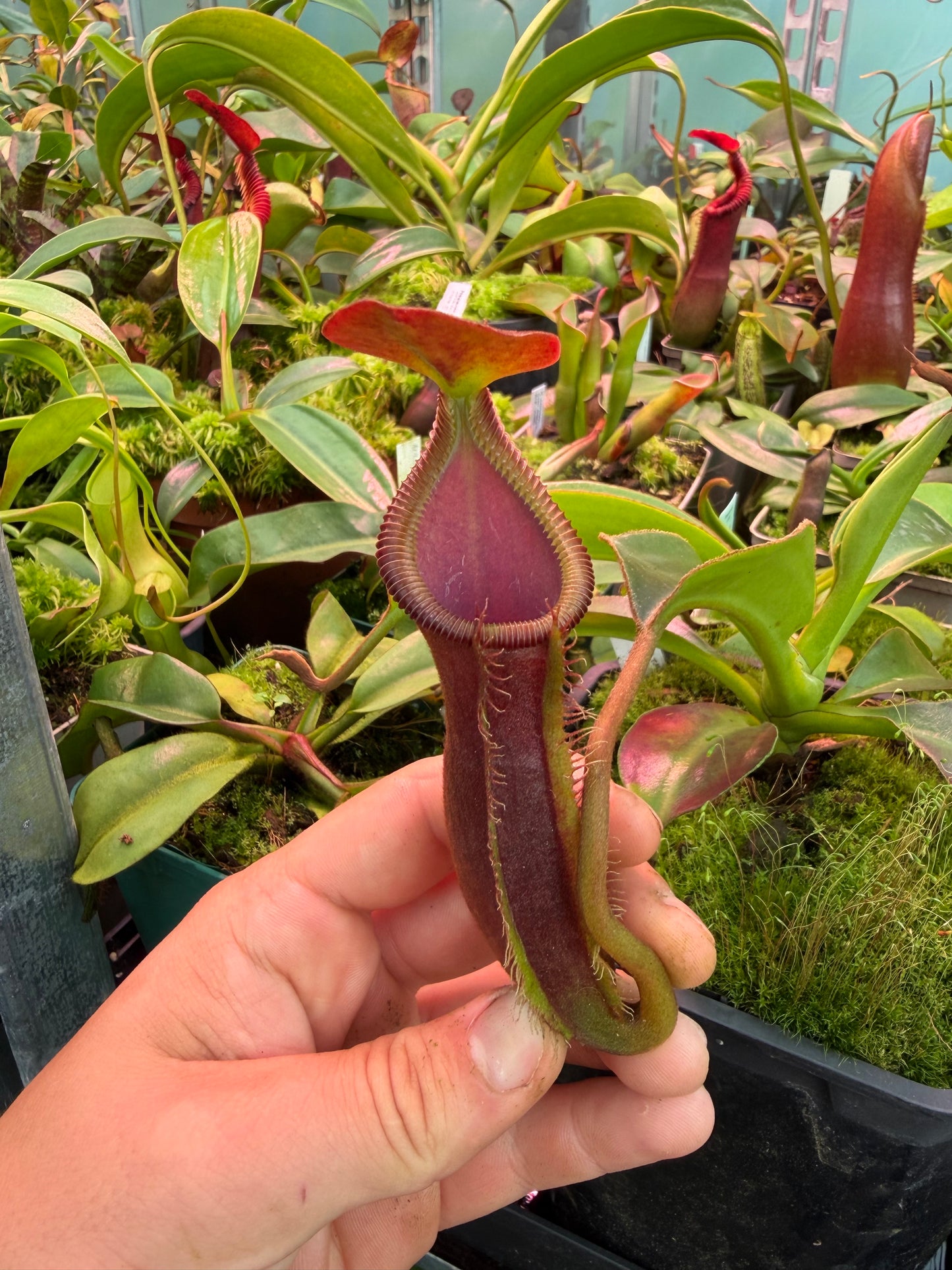 Nepenthes (izumiae x trusmadiensis) x trusmadiensis 10cm