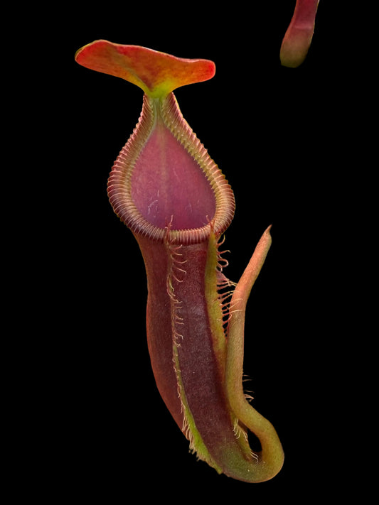 Nepenthes (izumiae x trusmadiensis) x trusmadiensis 10cm