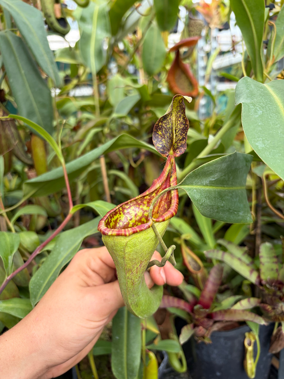 Nepenthes lowii x zakriana ‚rooted cutting‘