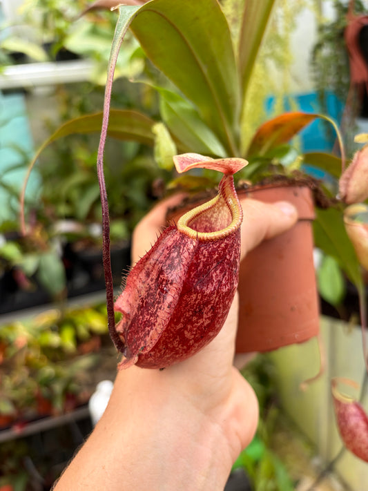 Nepenthes rafflesiana x sibuyanensis 20cm
