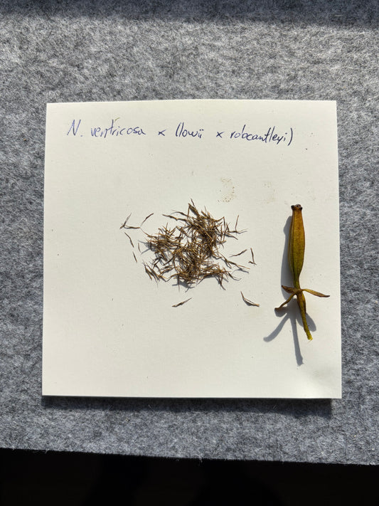 Nepenthes ventricosa x (robcantleyi x lowii) SEEDS!