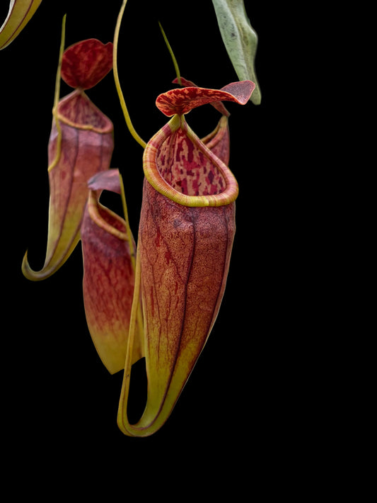 Nepenthes eustachya x tenuis 10cm