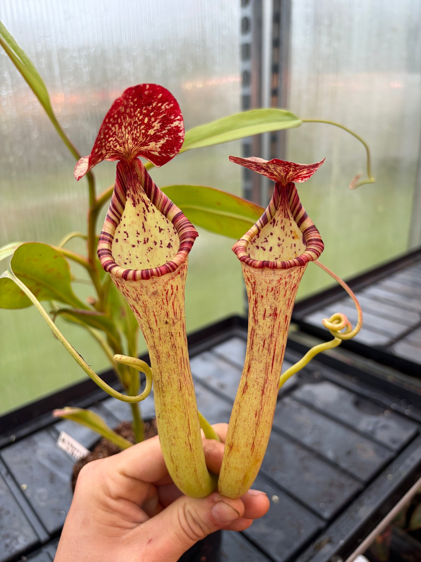 Nepenthes (spectabilis x truncata) x boschiana 'EP female'