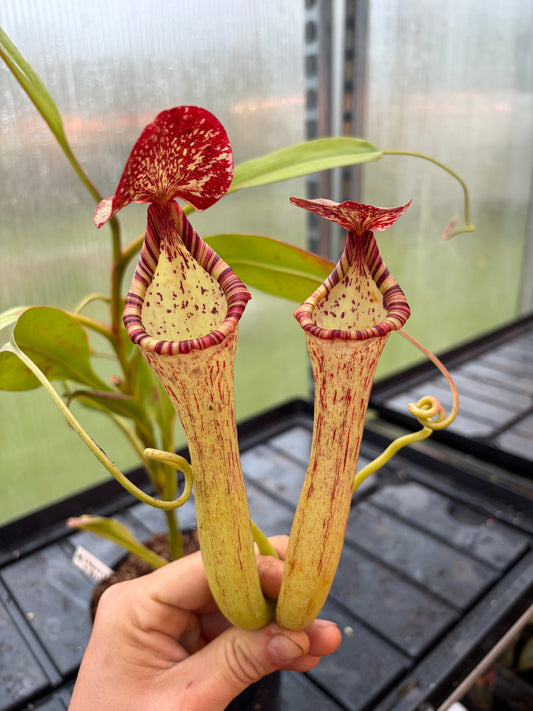 Nepenthes (spectabilis x truncata) x boschiana 'EP female'