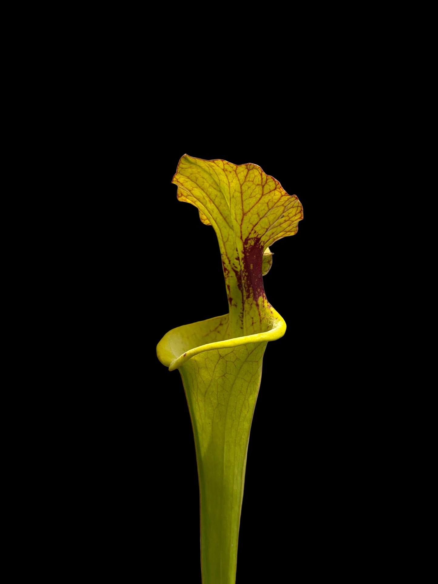 Sarracenia flava hybrid #016