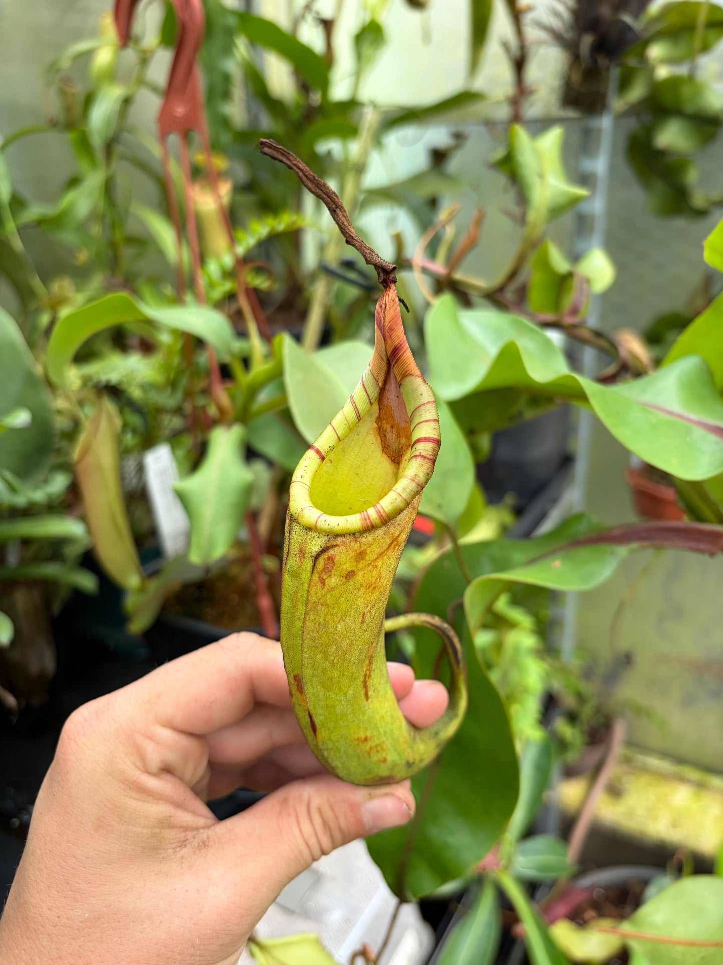 Nepenthes dactylifera ‚rooted cutting‘