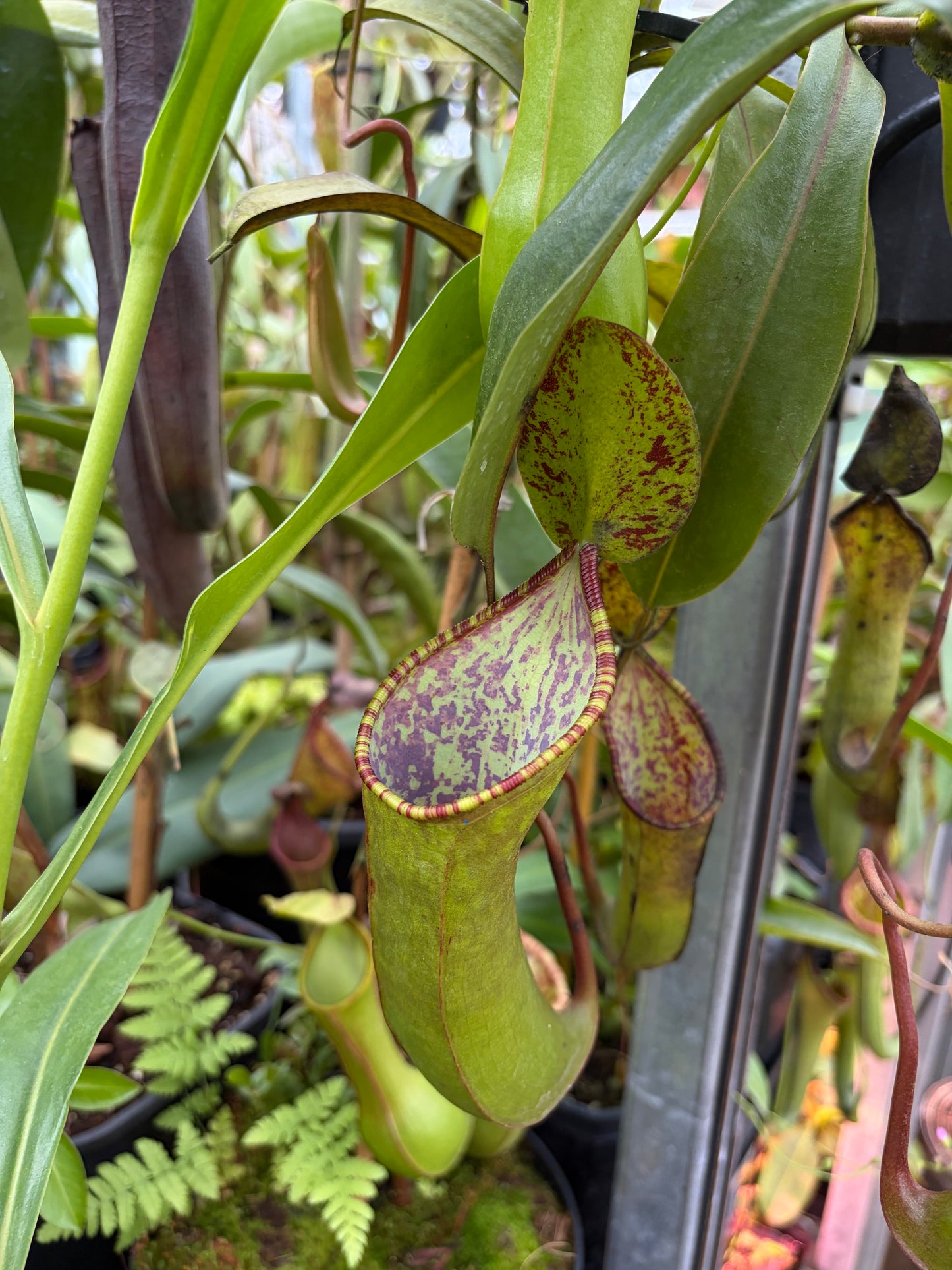 Nepenthes lowii x tentaculata ‚rooted cutting‘