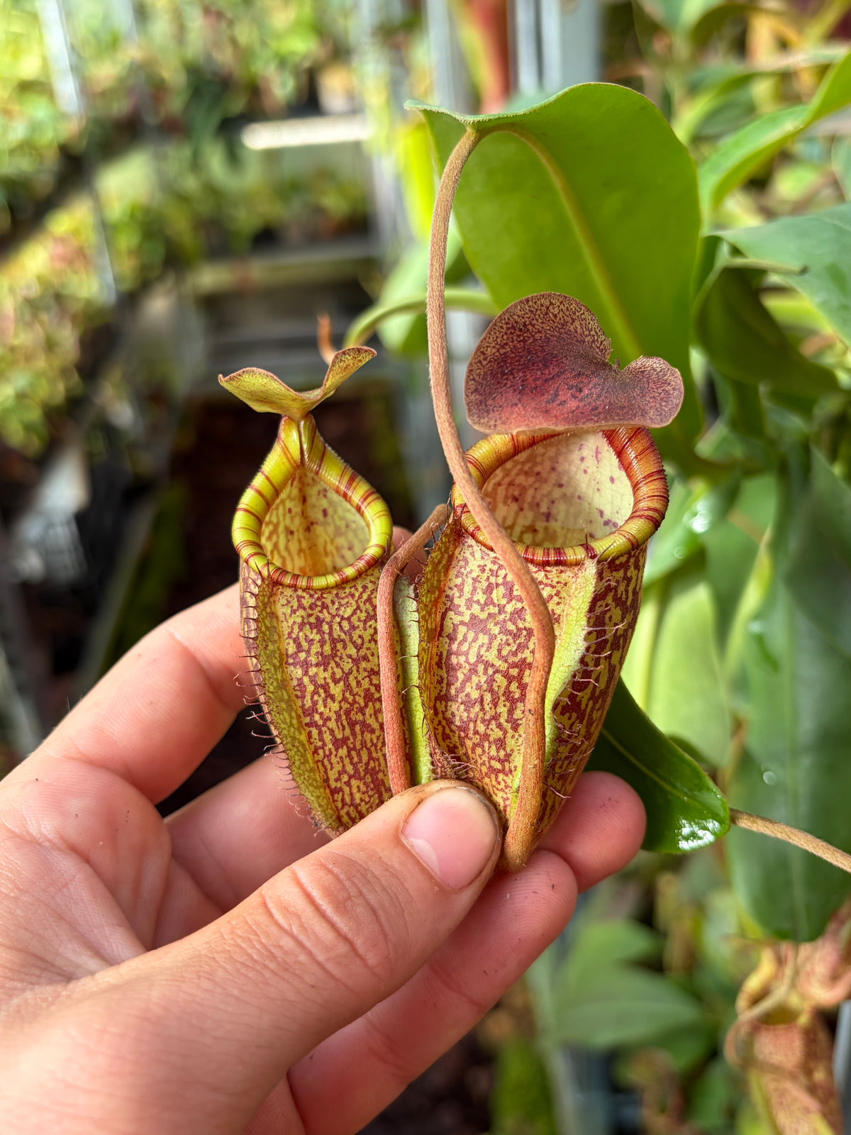 Nepenthes spectabilis (Giant) x undulatifolia 30cm+