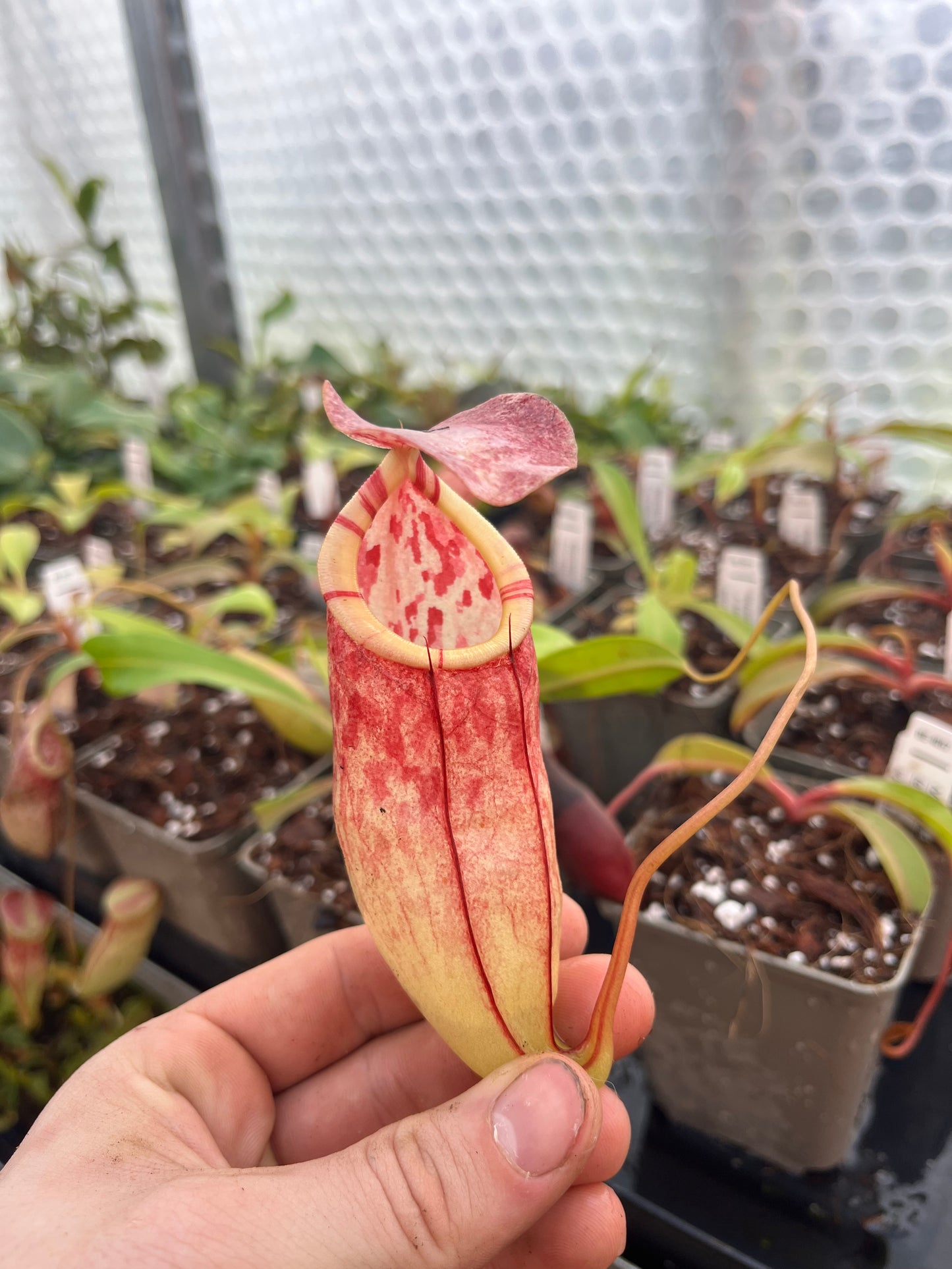 Nepenthes eustachya x tenuis 10cm
