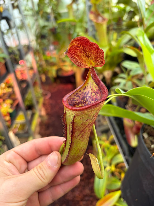 Nepenthes lowii x campanulata ‚EP‘ (3 Growpoints)