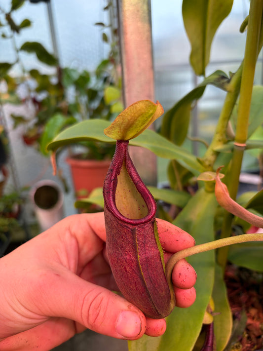 Nepenthes bongso ‚rooted cutting‘