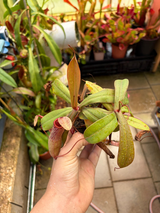 Nepenthes ventricosa x mapuluensis
