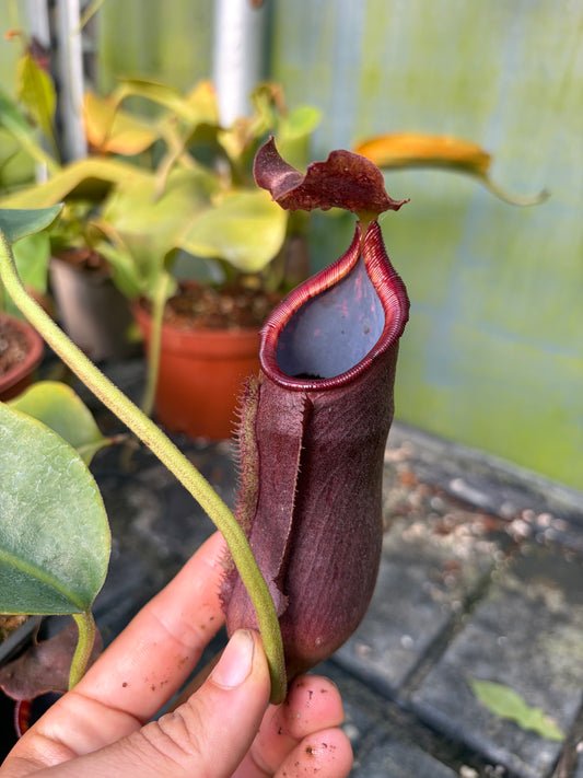 Nepenthes (lowii x truncata ‚squat‘) x (lowii x campanulata ‚EP‘) 25cm