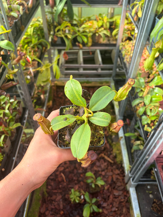 Nepenthes (eymae x clipeata) x trusmadiensis 10cm