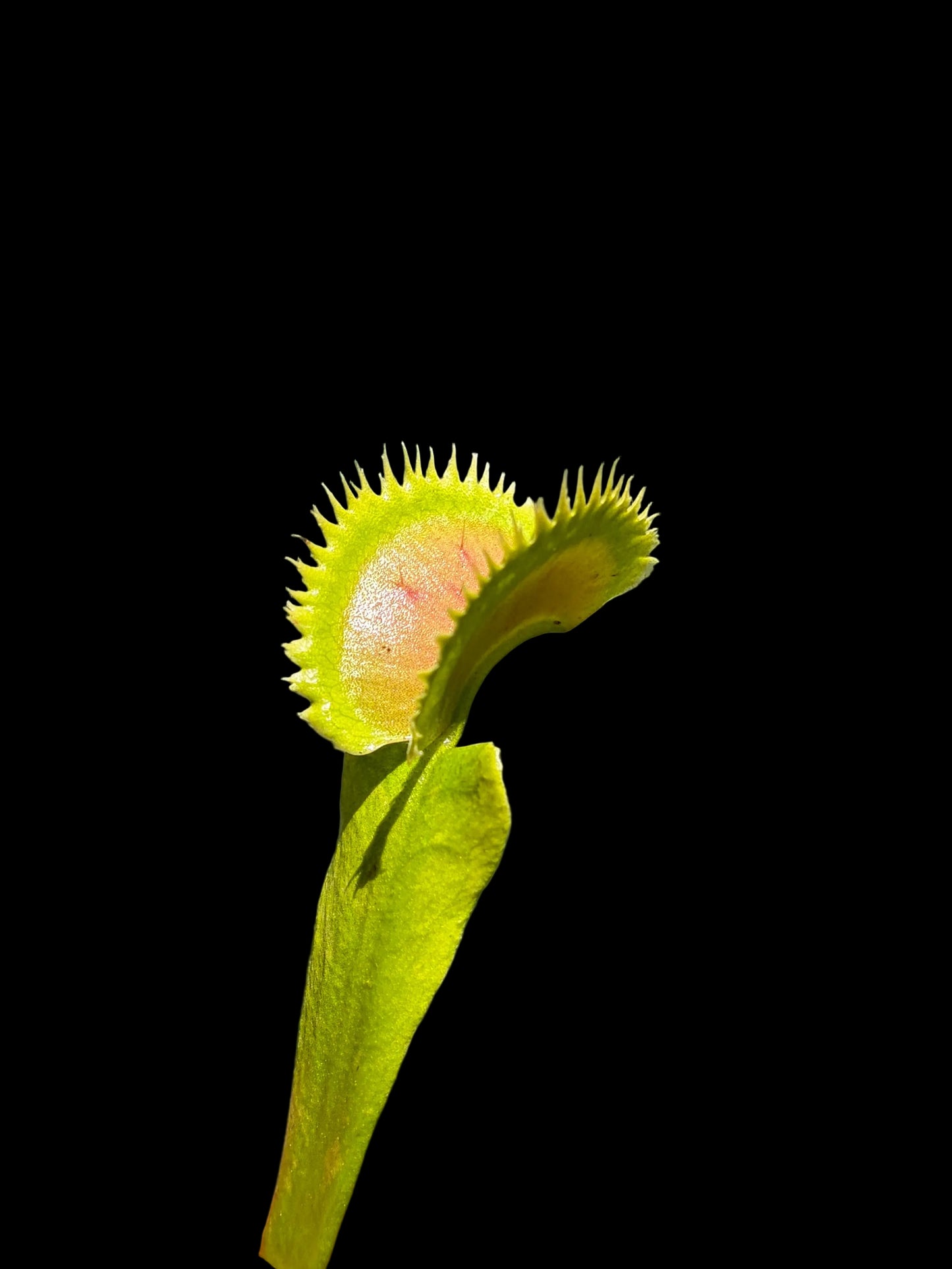 Dionaea muscipula 'UK1'