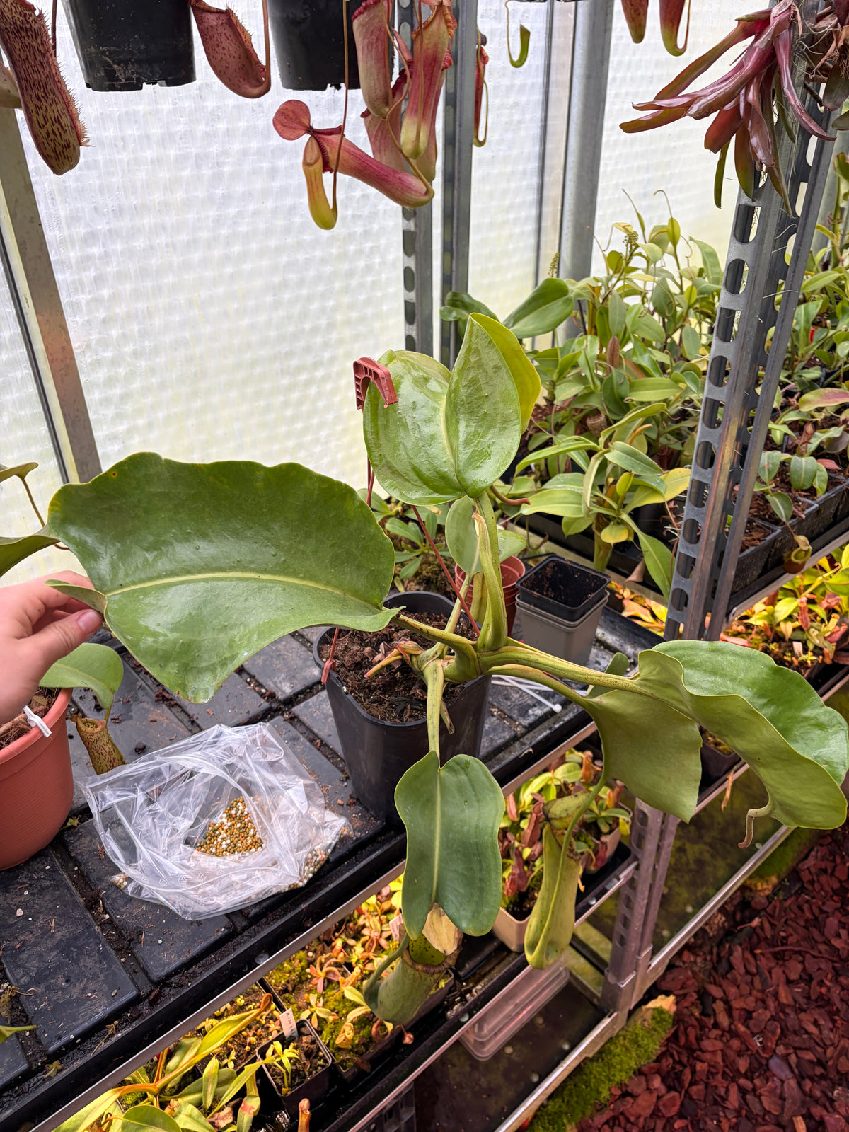 Nepenthes truncata C ‚EP‘ 45cm