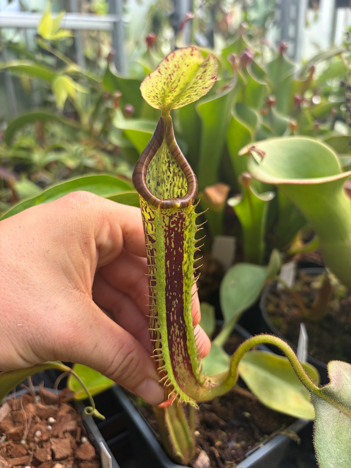 Nepenthes platychila ‚EP x BE‘ 7-10cm