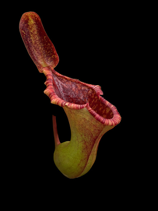 Nepenthes lowii x ventricosa