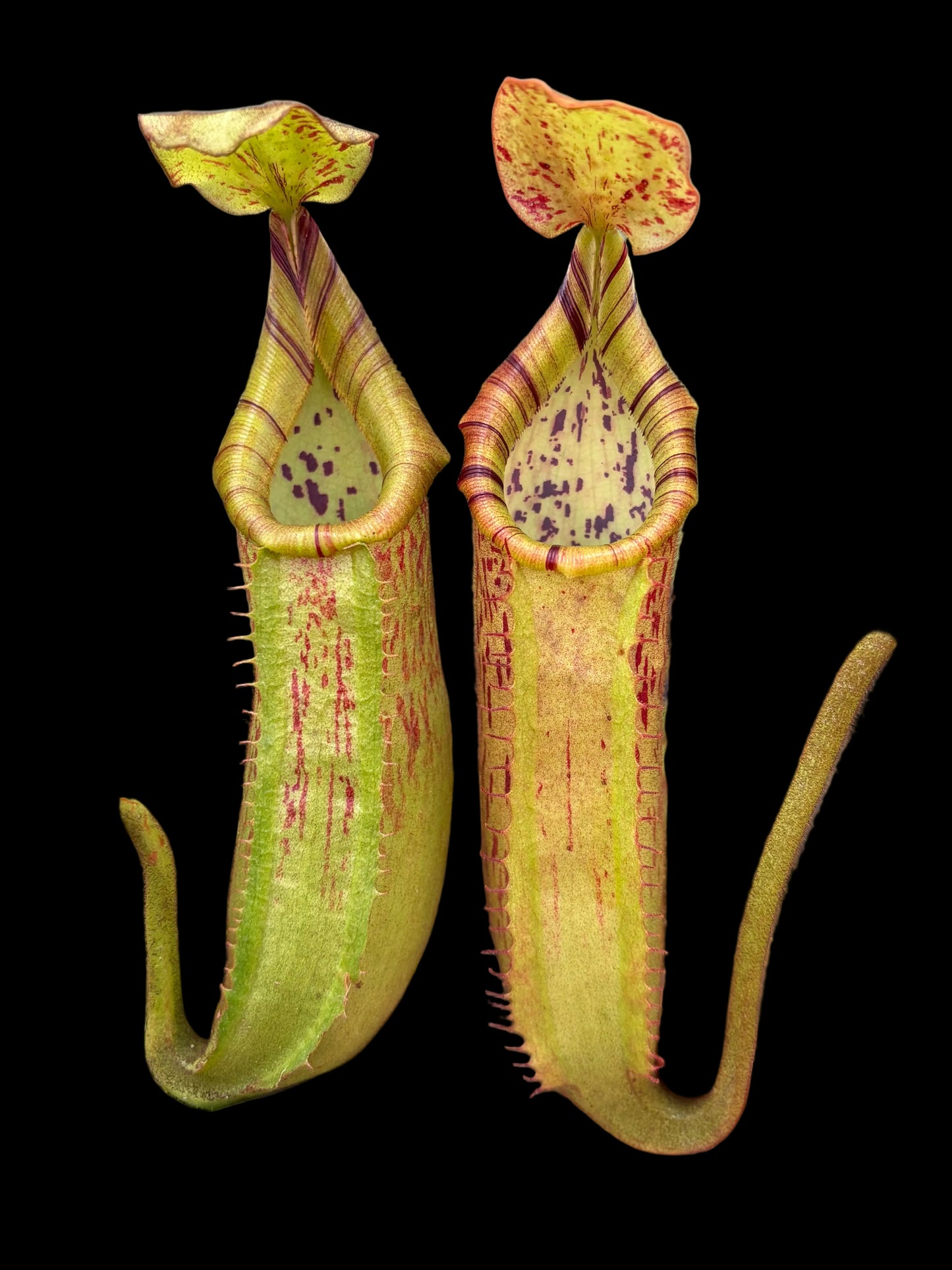 Nepenthes (lowii x platychila) x veitchii 'candy' 10 cm