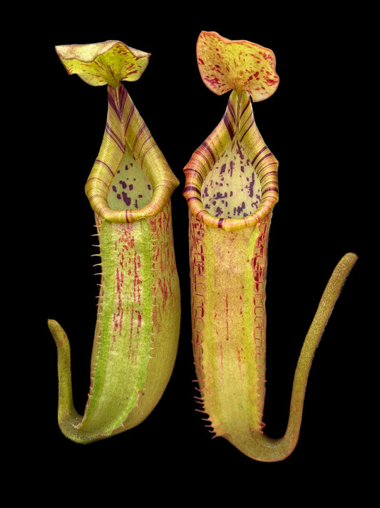 Nepenthes (lowii x platychila) x veitchii 'candy'