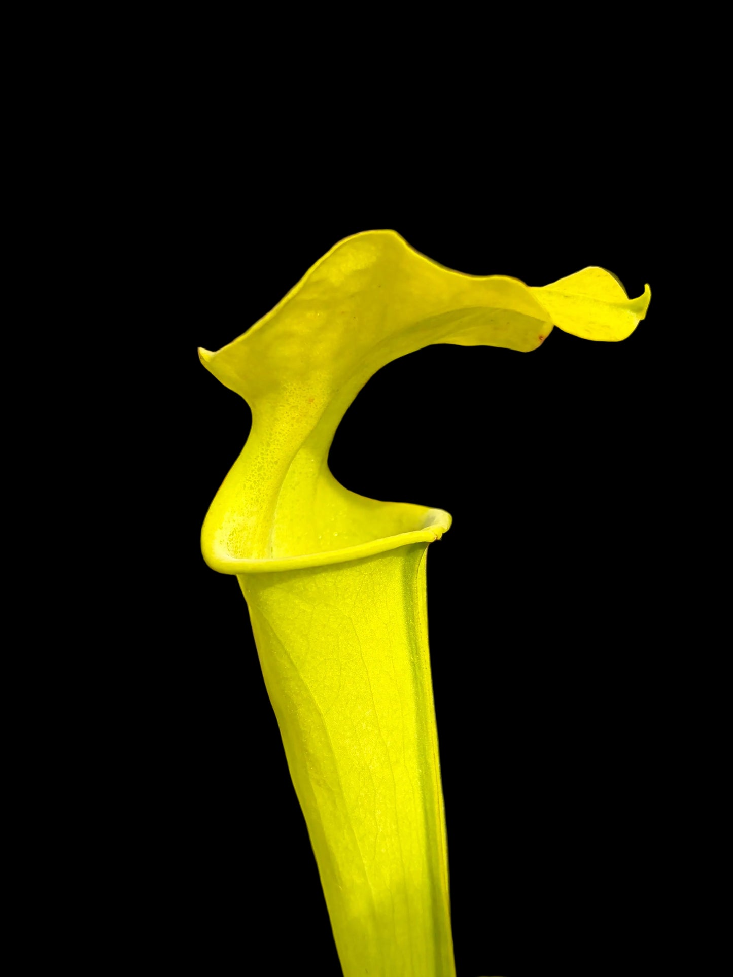 Sarracenia flava hybrid #014