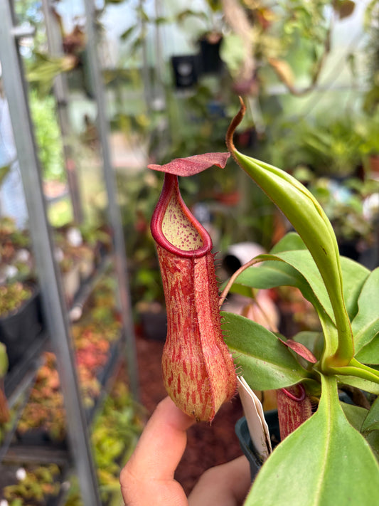 Nepenthes petiolata x alata (BE-4580) 15cm+