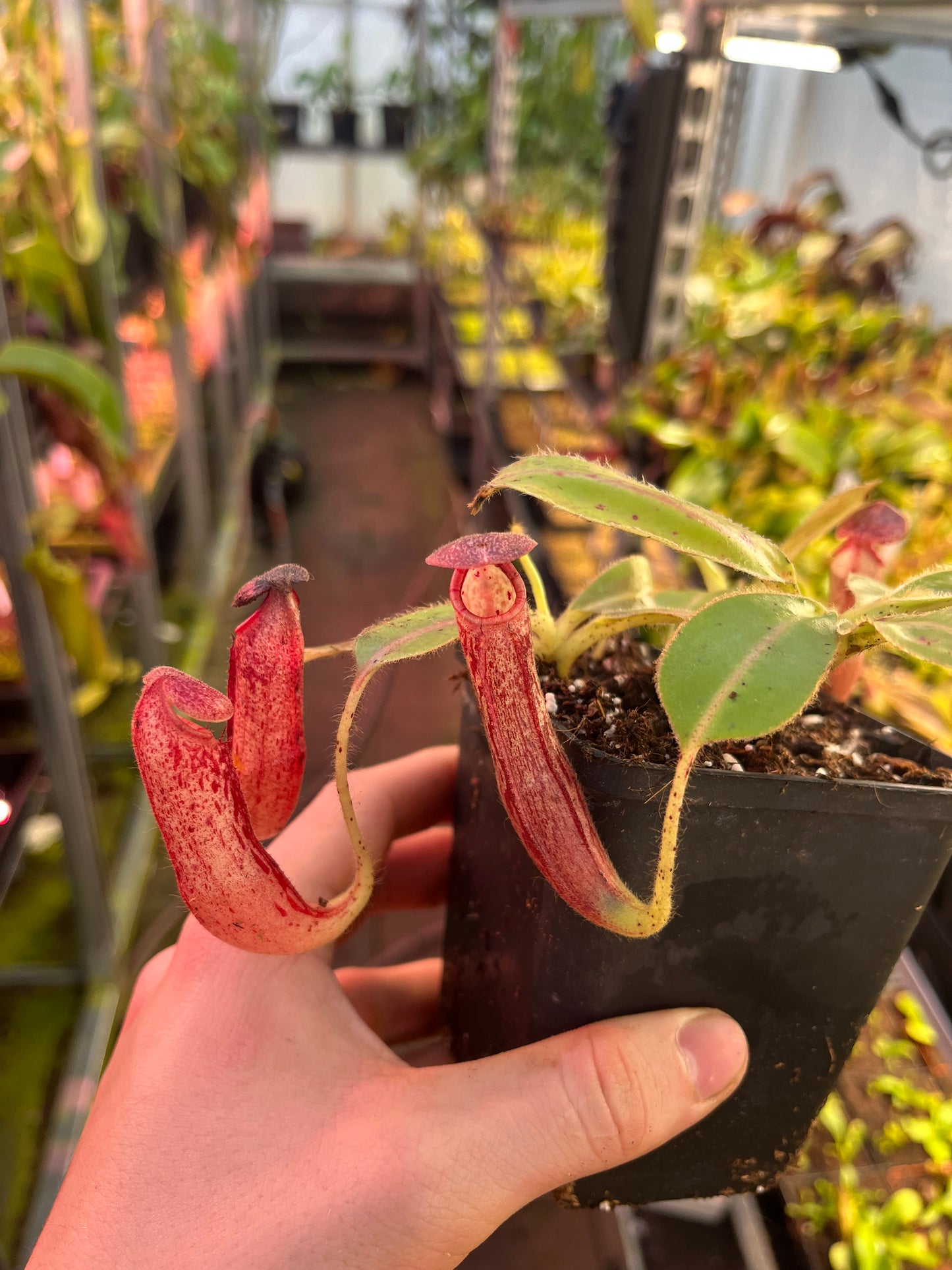 Nepenthes glandulifera 10-15cm