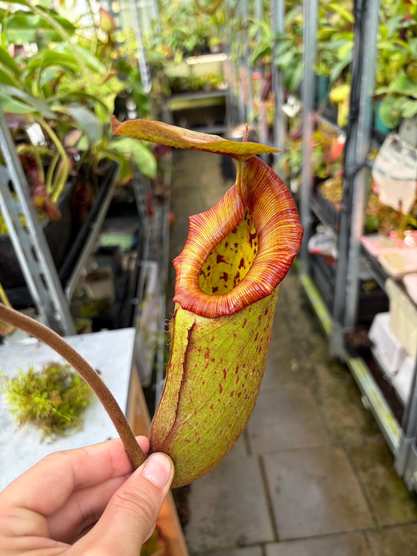 Nepenthes rajah x eymae 50cm