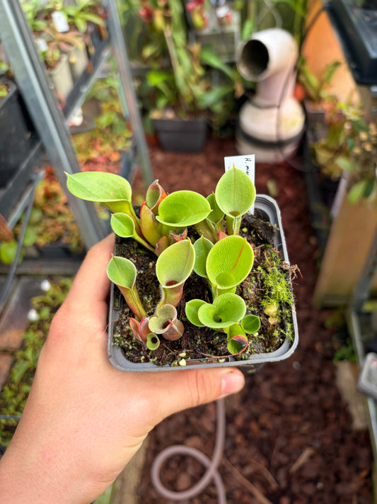 Heliamphora minor var. pilosa ‚MS giant‘