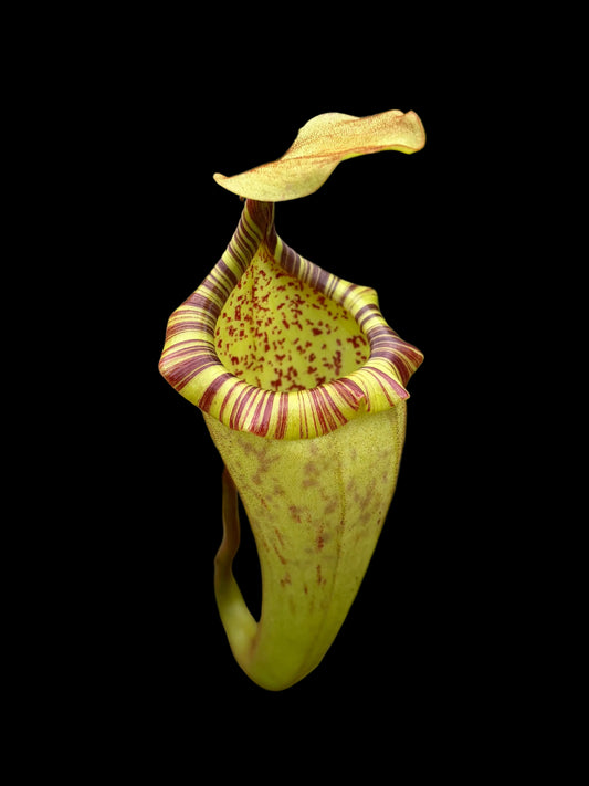 Nepenthes (platychila x burbidgeae) x (platychila x boschiana) 60cm