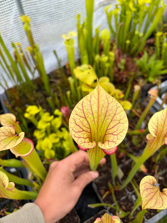Sarracenia x adrian slack